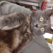 Avatar Miniatuurpaard