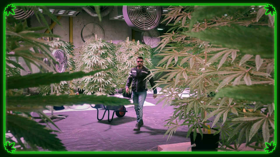 GTA Online Weed Business